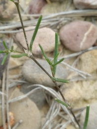 Spergularia diandra