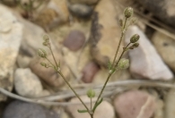 Spergularia diandra 2