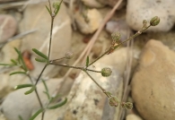 Spergularia diandra 3