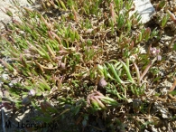 Spergularia marina (L.) Griseb. [Spergularia salina (Pers.) J. & C. Presl]