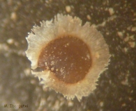 Semilla alada de Spergularia marina (L.) Griseb. [Spergularia salina (Pers.) J. & C. Presl]