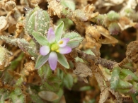 Flor de Spergularia marina (L.) Griseb. [Spergularia salina (Pers.) J. & C. Presl]