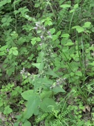 Stachys alpina