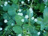 Stellaria graminea L., Estrellada con hojas de cereal.