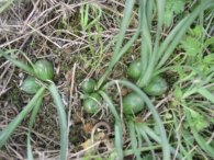 Sternbergia colchiciflora Waldst & Kit. 4