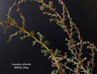 Suaeda spicata Willd Moq.