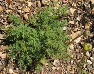 Tanacetum corymbosum (L.) Sch.Bip., Chrysanthemum corymbosum L. 4