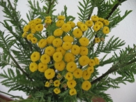 Tanacetum vulgare L., Chrysanthemum vulgare, Tanaceto, Hierba lombriguera, Atanasia, Anzarr-belarra 4