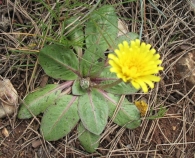 Taraxacum obovatum (Willd.) DC. 4