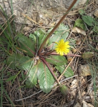 Taraxacum obovatum (Willd.) DC. 5