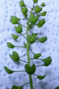 Thlaspi perfoliatum L. 3