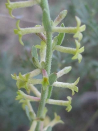 Thymelaea pubescens