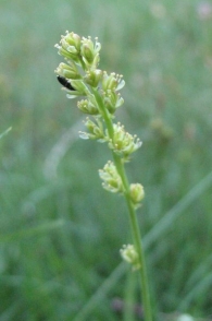 Tofieldia calyculata (L.) Wahlenb. 2