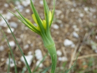 Tragopogon dubius Scop., Salsif� amarillo 7
