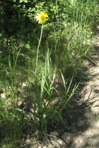 Tragopogon pratensis subsp. pratensis. Salsifí de prado 3
