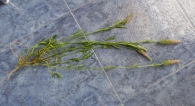 Trifolium angustifolium L. Trébol de hoja estrecha. Jopito