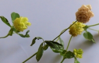 Trifolium campestre Schereb., Trébol amarillo, Trébol campesino. 2