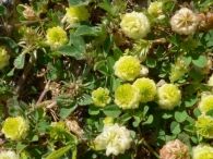 Trifolium campestre Schereb., Trébol amarillo, Trébol campesino