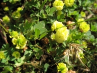 Trifolium campestre Schereb., Tr�bol amarillo, Tr�bol campesino 2