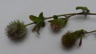 Trifolium lappaceum L. 3
