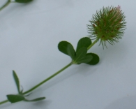 Trifolium lappaceum L.