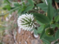 Trifolium montanum 2