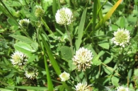 Trifolium montanum L., Trébol de montaña 2