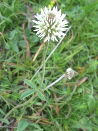 Trifolium montanum L., Tr�bol de monta�a 4