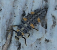 Coccinella septempunctata (Linnaeus, 1758). Larva. 4