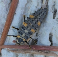 Coccinella septempunctata (Linnaeus, 1758). Larva.