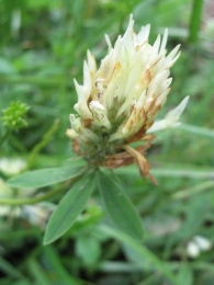 Trifolium ochroleucon Huds., Trifolium patulum, Tr�bol blancoamarillento 3