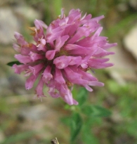 Trifolium pratense L. , Trébol de prado, Trébol comúm