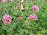 Trifolium pratense L. , Tr�bol de prado, Tr�bol com�m 2