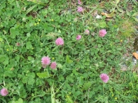 Trifolium pratense L. , Trébol de prado, Trébol comúm 4