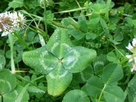 Trifolium repens L., Trébol blanco.