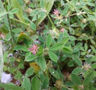 Trifolium resupinatum L., Tr�bol de juncal. 6
