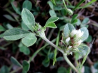 Trifolium scabrum 2