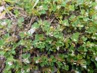 Trifolium scabrum L. Trébol áspero.