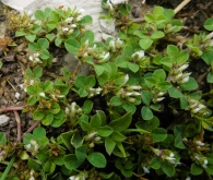 Trifolium scabrum L. Trébol áspero. 3