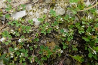Trifolium scabrum L. Trébol áspero. 2