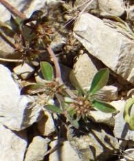 Trifolium scabrum L. 4