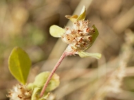 Trifolium striatum 2