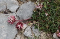 Trifolium thalii 2