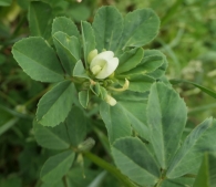 Trigonella foenum-graecum L. Alholva. Fenogreco . 5