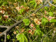 Ulmus minor Mill. Ulmus procera Salisb. Olmo común. FRUTOS.