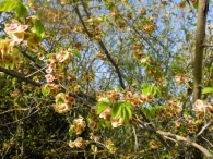 Ulmus minor Mill. Ulmus procera Salisb. Olmo común. FRUTOS.