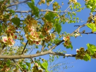 Ulmus minor Mill. Ulmus procera Salisb. Olmo común. FRUTOS.