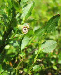 Vaccinium myrtillus L., Ar�ndano, Anabia. 2