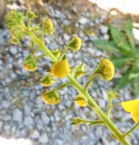 Verbascum blattaria L., Blataria menor. 3