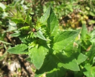 Verbascum blattaria L., Gordolobo polillero. 5